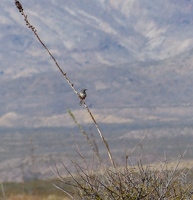 Cactus Wren